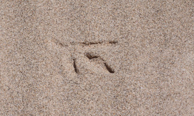 Lava Gull track