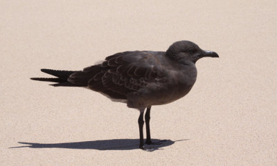 Lava Gull