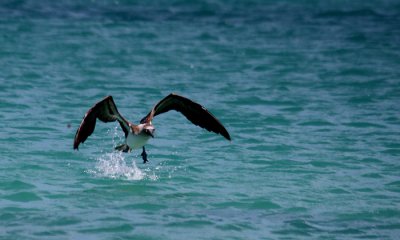 Blue-footed Booby
