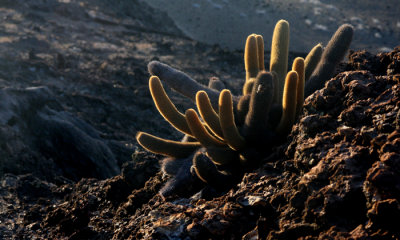 Lava Cactus