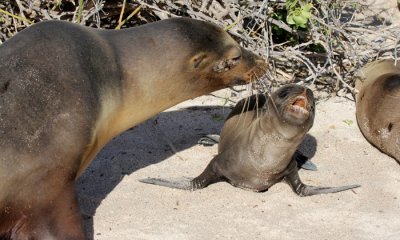 Galapagos Sea Lion