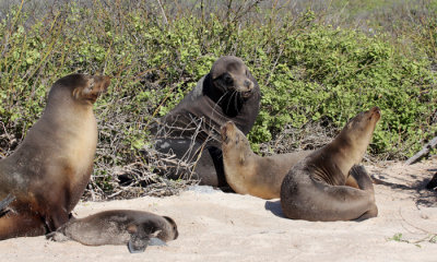 Galapagos Sea Lion