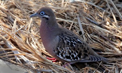 Galapagos Dove