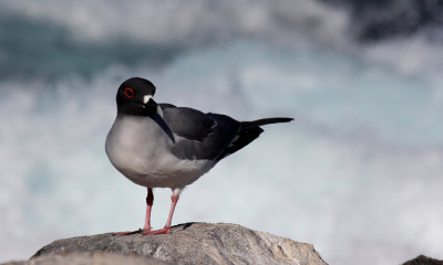 Lava Gull