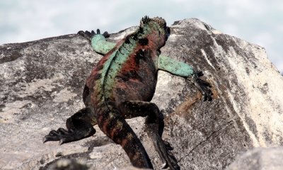 Marine Iguana (A.c. cristasus)