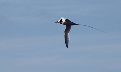 Red-billed Tropic Bird