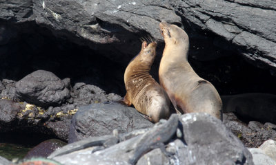 Galapagos Sea Lion
