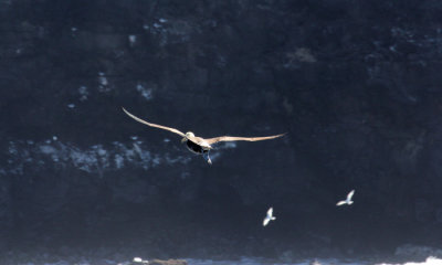 Waved Albatross