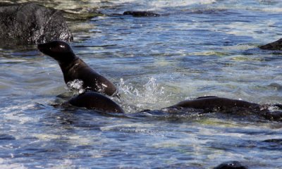 Galapagos Sea Lion