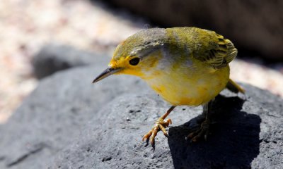 Yellow Warbler