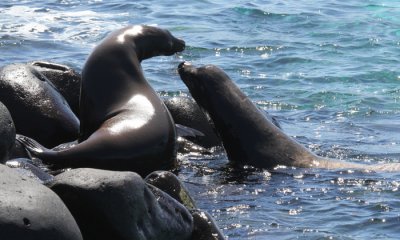 Galapagos Sea Lion