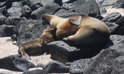 Galapagos Sea Lion