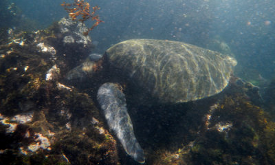 Green Sea Turtle