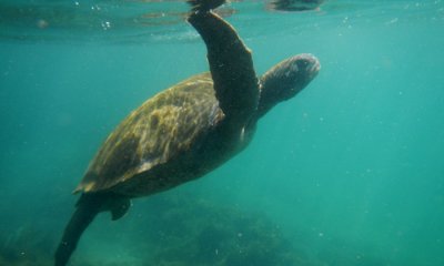 Green Sea Turtle