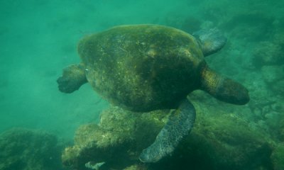 Green Sea Turtle