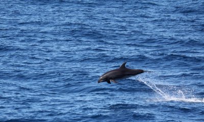 Gallery: Whales and Dolphins