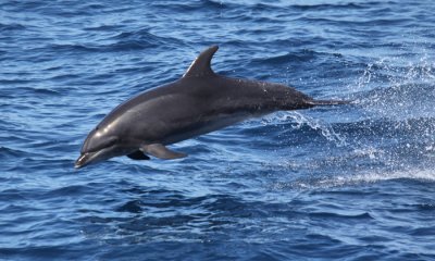 Common Dolphin