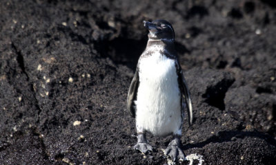 South American Penguins