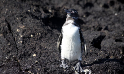 Galapagos Penguin