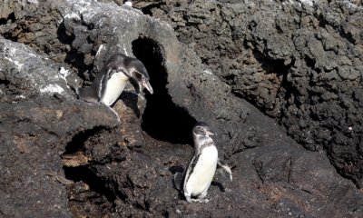 Galapagos Penguin