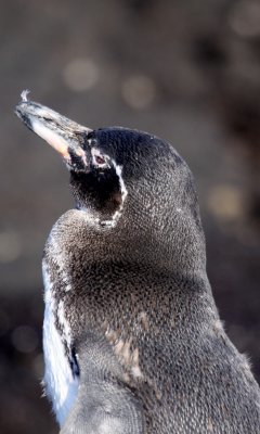 Galapagos Penguin