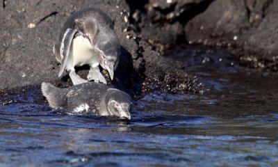 Galapagos Penguin