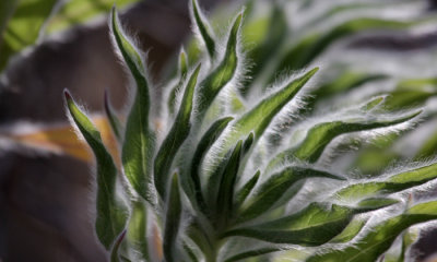 Plant sp tbi