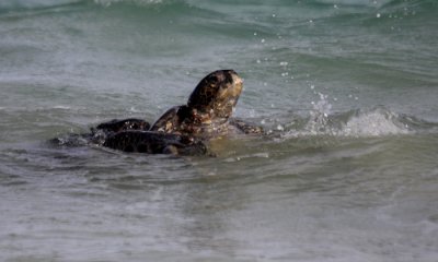 Green Sea Turtles mating