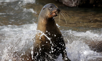 Galapagos Sea Lion