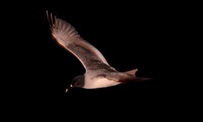 Galapagos Day 2: The Wild Side (Dragon Hill/ Santa Cruz & Cormorant Point/Floreana)