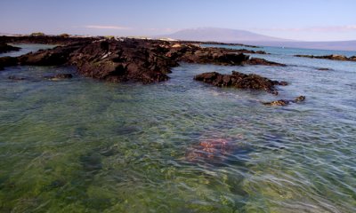 Green Sea Turtle