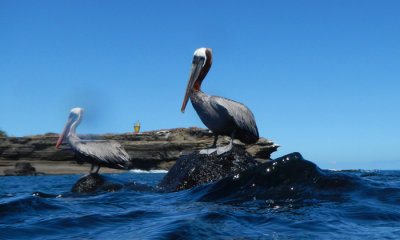 Galapagos Brown Pelican