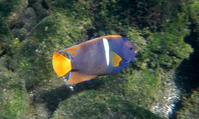 The Fish of South America