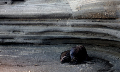 Galapagos Sea Lion