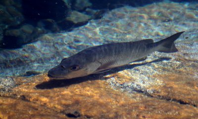 Snook
