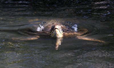 Green Sea Turtle