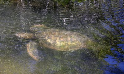 Green Sea Turtle