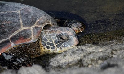 Green Sea Turtle