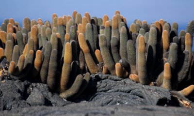 Lava Cactus