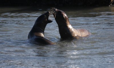 Galapagos Sea Lion