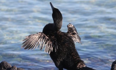 Flightless Cormorant