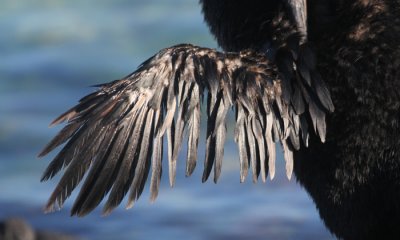 Flightless Cormorant