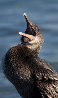 Flightless Cormorant