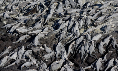 Marine Iguana