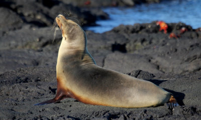 Galapagos Sea Lion