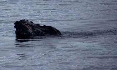 Humpback Whale