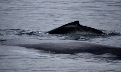 Humpback Whale