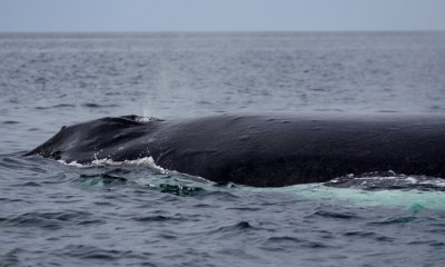 Gallery: Whales and Dolphins