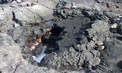 Galapagos Fur Seal
