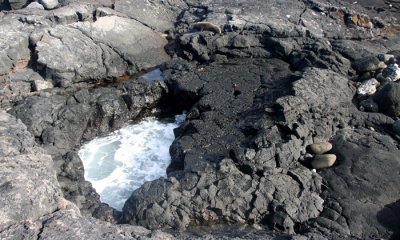 Galapagos Fur Seal